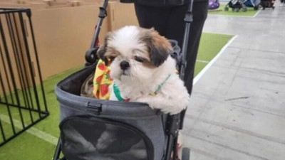 방울이랑 펫페 다녀왔어용~!